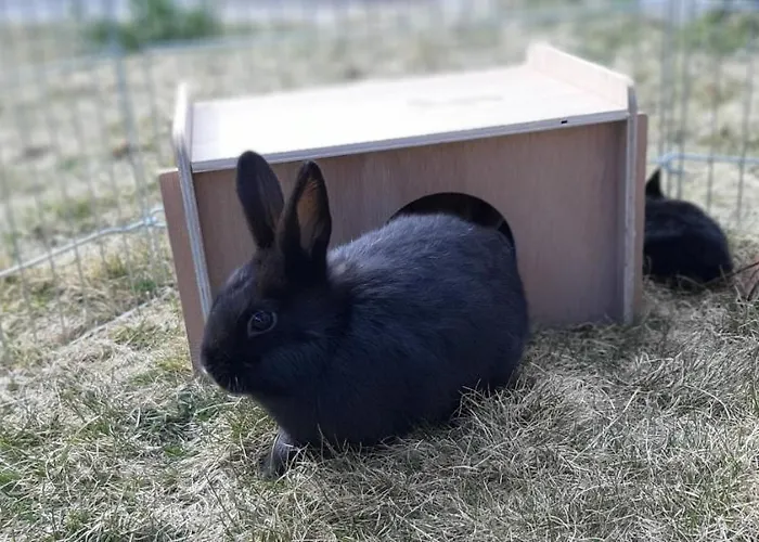 Landhotel-restaurant Willingshofer Hotel Gasen